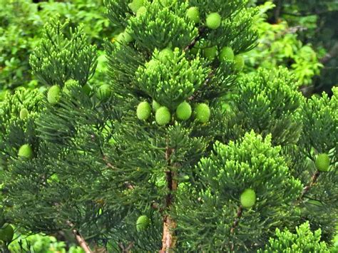 啃噬南洋杉|Araucaria cunninghamii